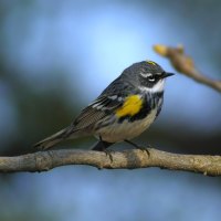 Grey Bird