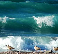 waves and seagulls