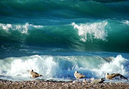 waves and seagulls - seagulls, waves