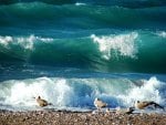 waves and seagulls