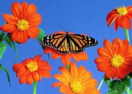 flowers & butterfly - butterfly, long stems, red flowers