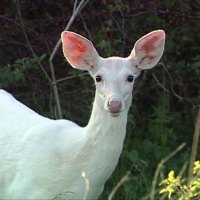 WHITE deer