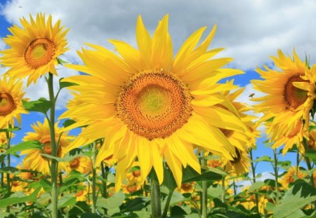 Sunflowers - sunflowers, flowers