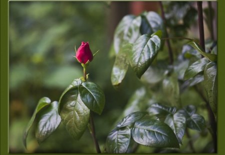 One rose - flowers, roses