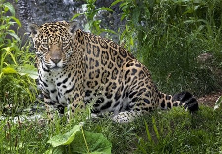 Jaguar - animals, jaguar