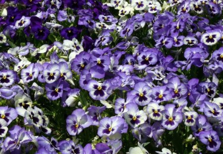 flowers - purple, flowers