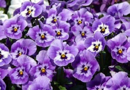 pansy - pansy, beauty, purple