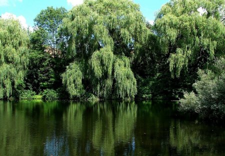 Willow lake - lakes, forest