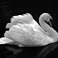 Swan on Black Water HD