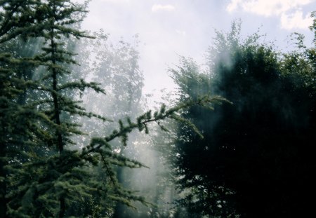 Steamy Trees - trees, sun, pine, vapour, foggy, nature, bream, steamy, forest, fog, tree