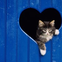 love cat