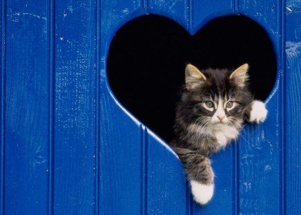 love cat