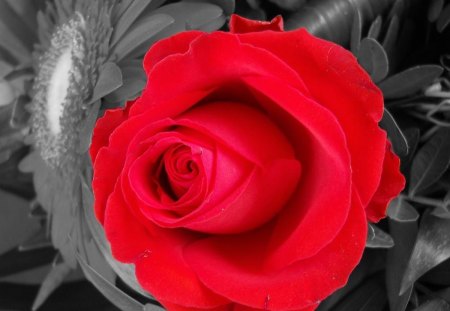 Red Rose - flower, rose, abstract