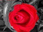 Red Rose