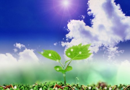 young plant - plant, clouds, green