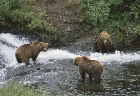 meeting of minds - brown bears, no fish, keep out