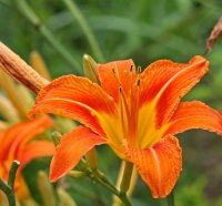 orange day lillies