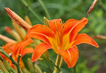 orange day lillies - flowers, lillies, orange, summer