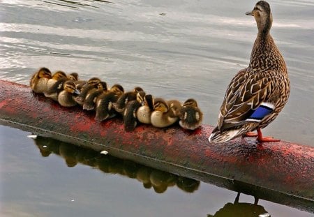 A ducks morning - duck, water, ducklings