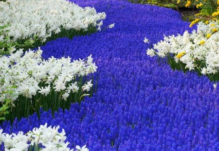 A field of flowers - flowers, field, white, blue