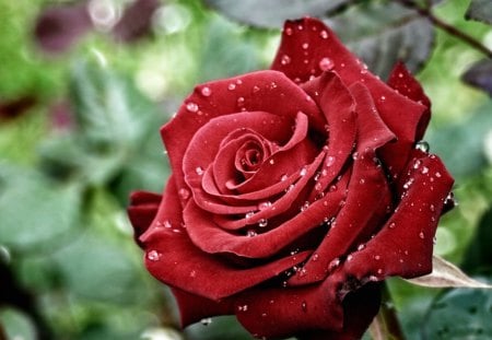 A late given rose - summer, romantic, rose, red