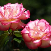 A pair of roses