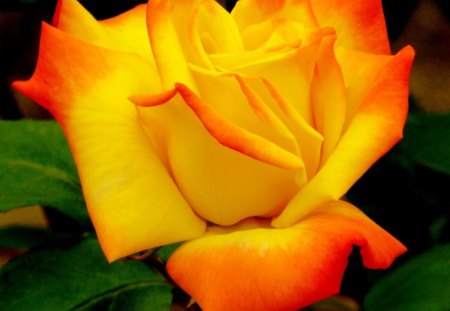 Abricot rose - bloom, yellow, summer, rose, orange, abricot