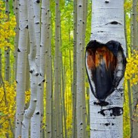 Aspens with heart