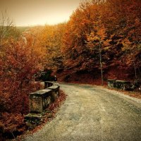 A road through fall