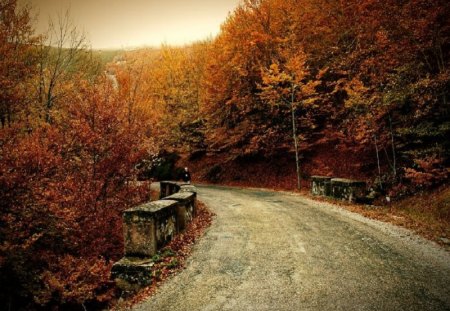 A road through fall - fall, road