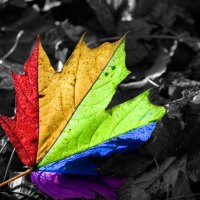 Rainbow Leaf