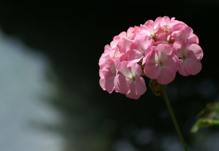 Lush Pink - flower, nature, pink