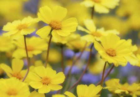 Yellow Melody - flower, yellow, nature