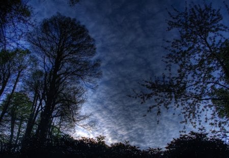 Blue Morning - sky, trees, morning