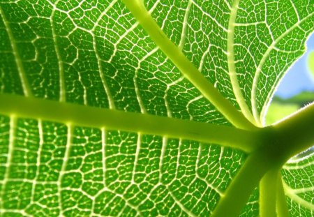 Green Desktop - leaves, green