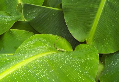 Leaves for Vista - leaves, wall