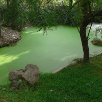 Green pastures on still waters