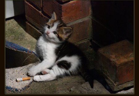 smoking - smoking, kitty