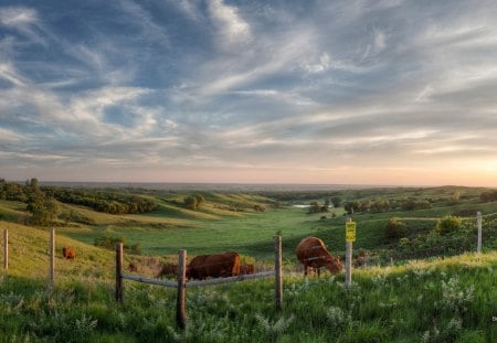 beautiful pasture - clouds, trees, pond, pasture, fence, cows