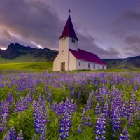 wondeful church in a field of lupines