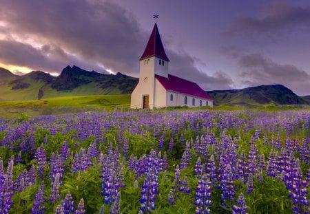 wondeful church in a field of lupines