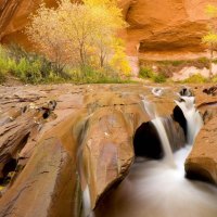 cottonwoods in coyote gulch glen canyon utah