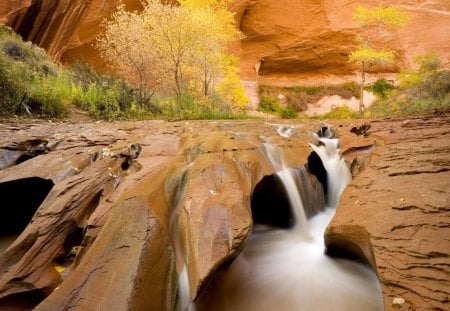 cottonwoods in coyote gulch glen canyon utah - stream, gulch, trees, canyon