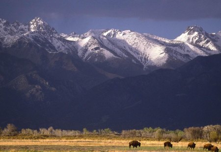 grazing bison under mountain range in colorado - plains, mountains, bison, grass