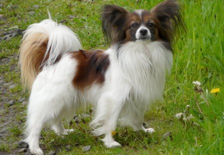 Spaniel Papillon - papillon, spaniel, ears, dog