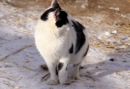 Sweet Cat - cat, white, black, snow