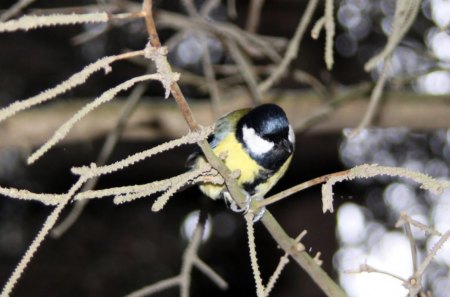 Titmouse on Branch - yellow, titmouse, bird, branch