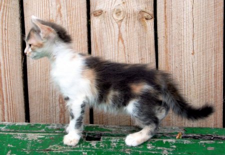 Curious Kittie - colourful, cat, curious, kitten