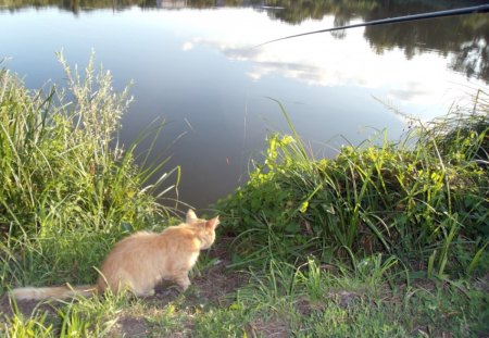 Cat Fishing - pond, fishing, ginger, cat