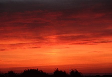 Orange Sky - clouds, trees, orange sky, sky